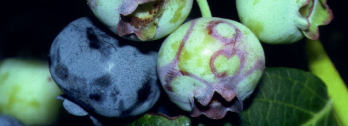 Ringspot on blueberry fruit - Image courtesy of Peter Oudemans