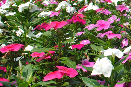 Rosy periwinkle (Catharanthus roseus), the source of the anti-cancer compound vincristine.