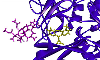 Photo: In silico docking of a ligand molecule in the binding pocket of target protein
