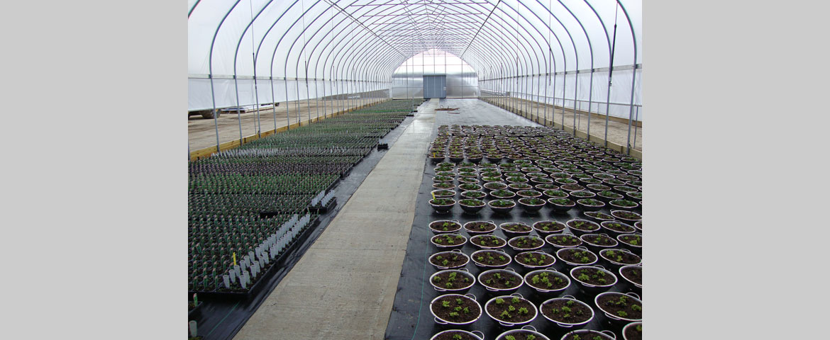 Seedlings green house