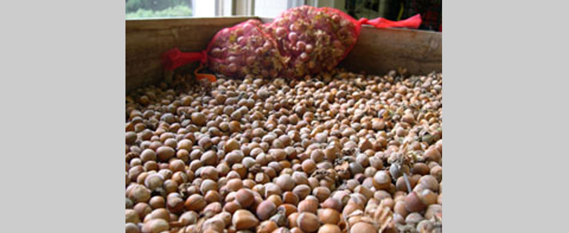 Freshly harvested hazelnuts drying