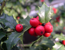 Holly berries