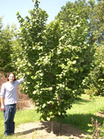 prunes hazelnut tree