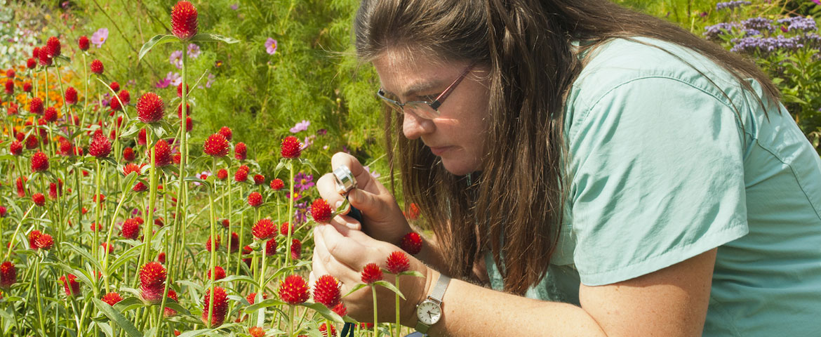 Dr. Lena Struwe ivestigating some cultivated Amaranthaceae plants.