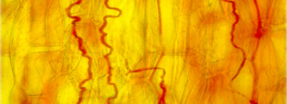 Epichlo? fungal endophyte of grass - Image courtesy of Faith_Belanger