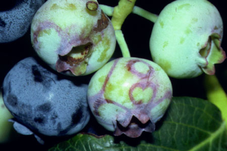 Ringspot on blueberry fruit. Image courtesy of Peter Oudemans.
