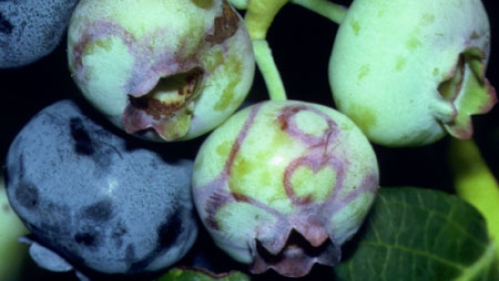 Blueberries