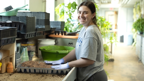 Student preparing a flower bed in the floriculture greenhouse