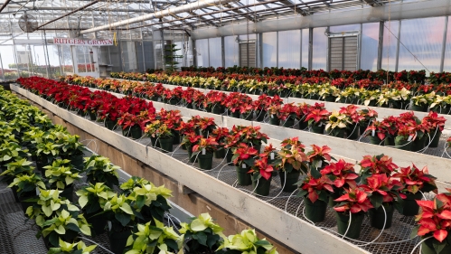 Poinsettias in the floriculture greenhouse