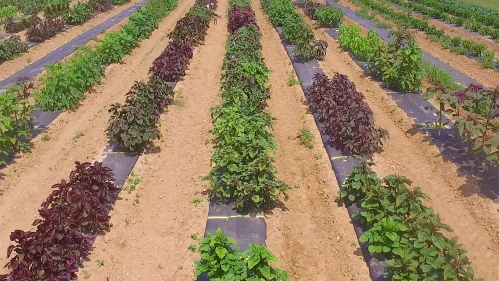 Agricultural field