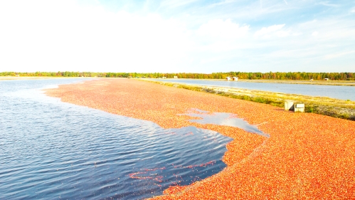 Cranberry bog