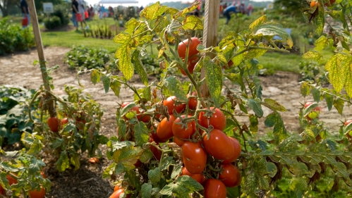 Tomatoes on the vine