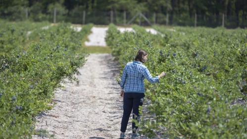 Gina Sideli checking field