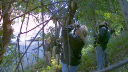 Ground surveyor of Asian Longhorned Beetles (quarantine pest)