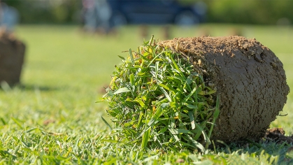 Turfgrass sample