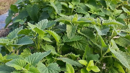 Catnip