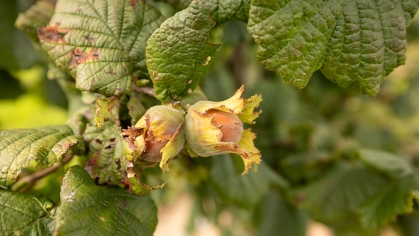 Hazelnut