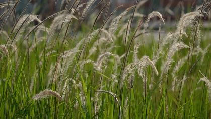 grass-609281148.jpg