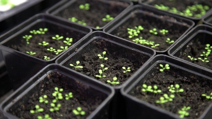 Arabidopsis
