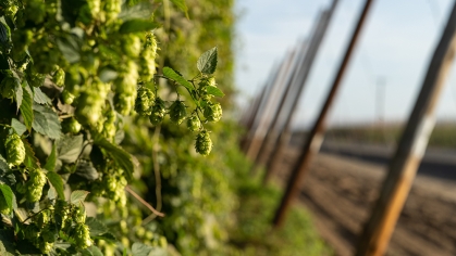 Hops