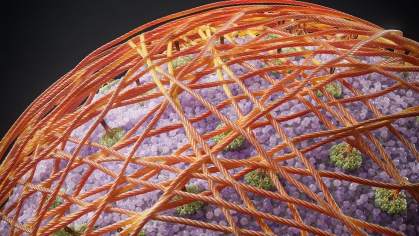 Artisit's depiction of an early plant cell wall with new cellulose