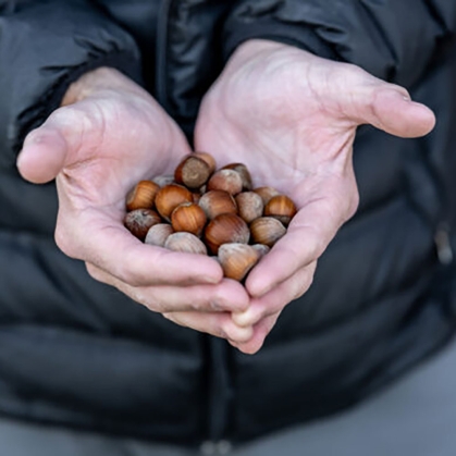 Hazelnuts