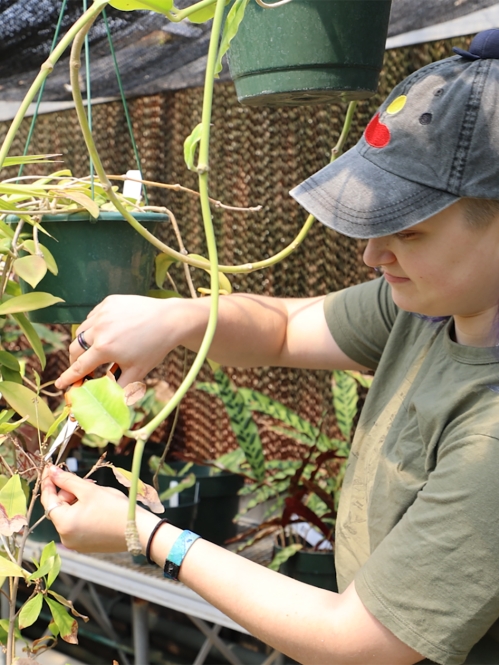 Karli in floriculture greenhouse