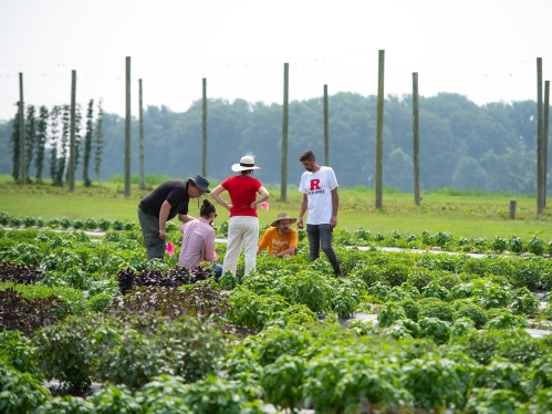 Research in the field