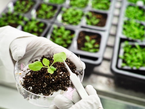 Young plant in growth chamber