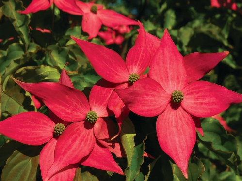 Scarlet fire dogwood