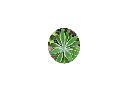 Logo of the Rutgers Plant Science Instagram channel