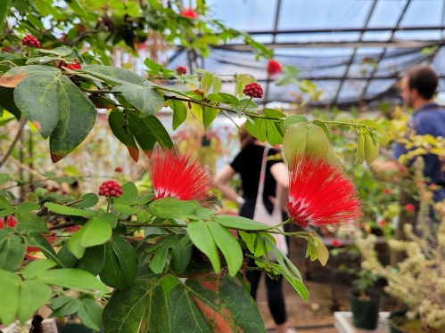 Teaching in the Floriculture Greenhouse