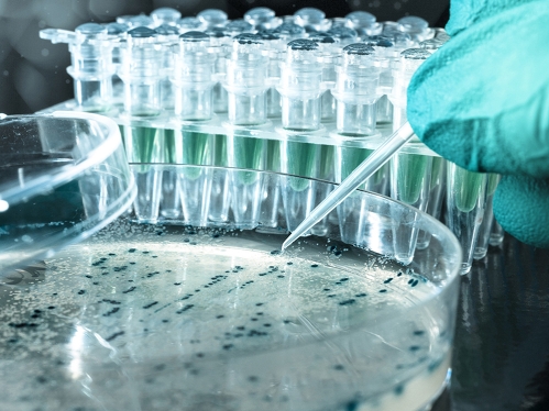 Petri dish