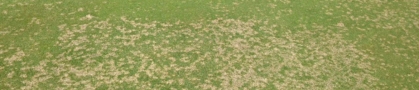 Dollar spot disease