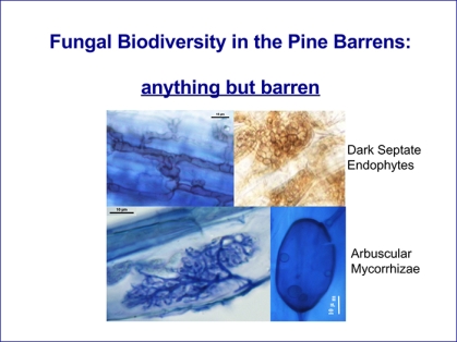 Fungal biodiversity microscopy images