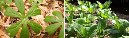 Mayapple-propellers-cc-Lena-Struwe