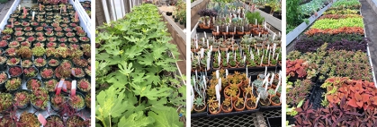 Blooming plants in the floriculture greenhouse