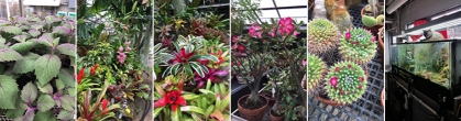 Blooming plants in the floriculture greenhouse