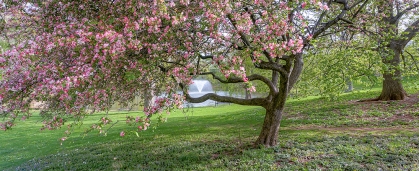 Passion Puddle in Spring