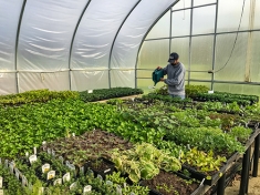 Greenhouse work