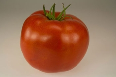 Rutgers 250 Tomato