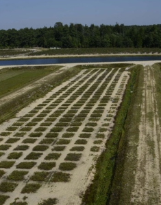 Cranberry cultivar feature