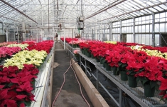 Rutgers Poinsettia Trials