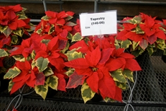 Poinsettia trials