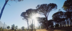 Stellenbosch